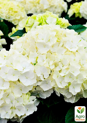 Ексклюзив! Гортензія крупнолистова біла "Садова феєрія" (Garden extravaganza) (морозостійкий сорт)
