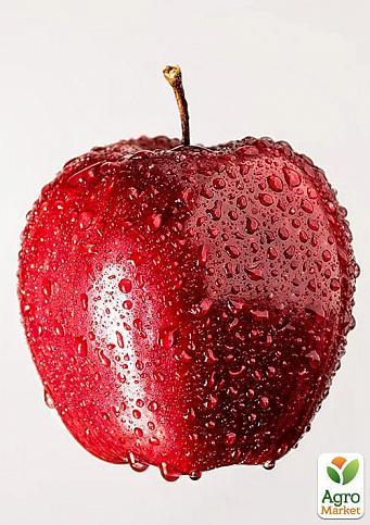 Яблуня "Джонаголд Декоста" (зимовий сорт, пізній термін дозрівання) - фото 3