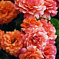 Эксклюзив! Роза флорибунда абрикосово-розовая "Народная любовь" (Folk love) (саженец класса АА+, премиальный обильно цветущий сорт)