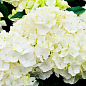 Ексклюзив! Гортензія крупнолистова біла "Садова феєрія" (Garden extravaganza) (морозостійкий сорт)
