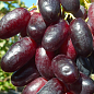 Виноград "Ягуар" (ранний срок созревания, гроздь крупная 1500г и более)