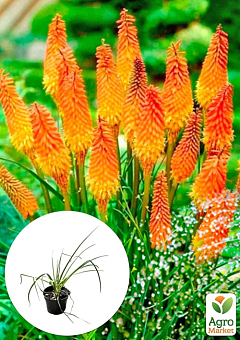 Книфофия "Kniphofia Indiana" вазон С21