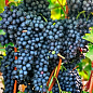 Виноград "Красень" (винный, ранне-средний срок созревания)