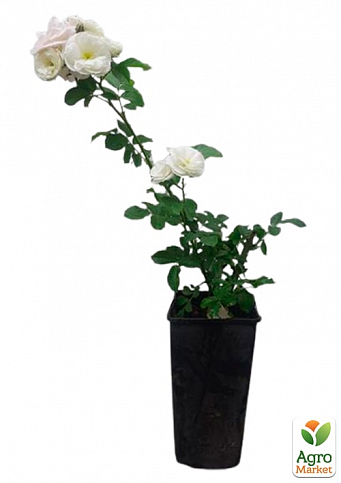 Роза в контейнере мускусный гибрид "Bouquet Parfait" (саженец класса АА+) - фото 2
