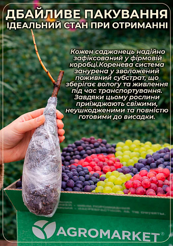 Виноград кишмиш "Ламборджіні" (ранній солодкий сорт селекції США) - фото 4