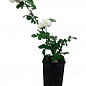 Троянда в контейнері мускусний гібрид "Bouquet Parfait" (саджанець класу АА+) купить