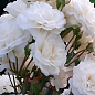 Роза в контейнере почвопокровная "Свани" (саженец класса АА+) цена