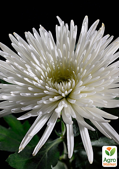 Хризантема кущова середньоквіткова "Zivena White"1