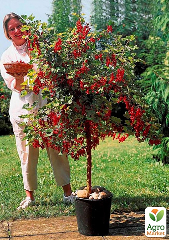 Смородина на штамбе "Троицкая" (среднепоздний срок созревания)