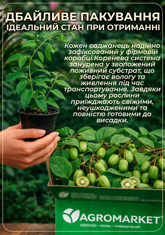 Актинідія "Кінс Ред" (міні-ківі, морозостійкий сорт) - фото 4