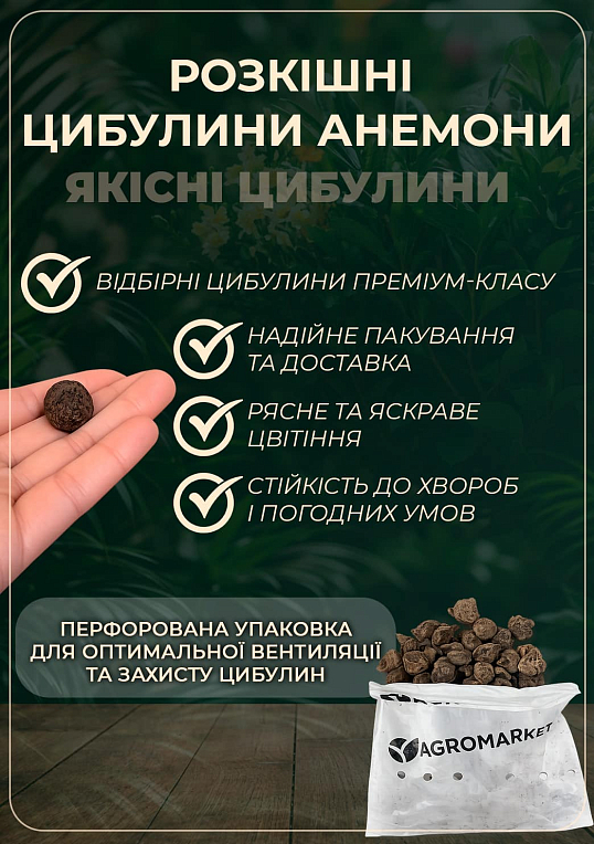 Анемона проста червона "Hollandia" (розмір 5/6, великий) 5шт в упаковці - фото 2