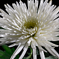 Хризантема кустовая среднецветковая "Zivena White" 