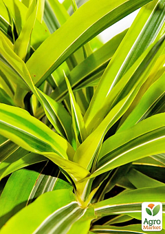 LMTD Драцена "Lemon Lime" (висота 20-30см) 16