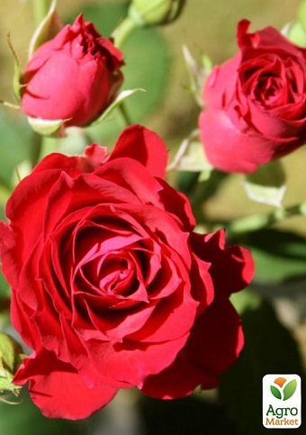 Роза миниатюрная "Ред микадо" (саженец класса АА+) высший сорт