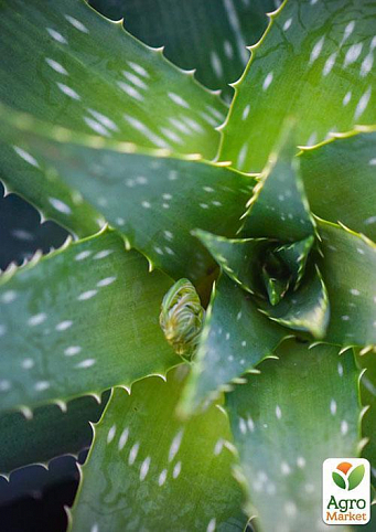 Алое "Чудо здоровье" (Aloe) дм 14см выс. 20 см