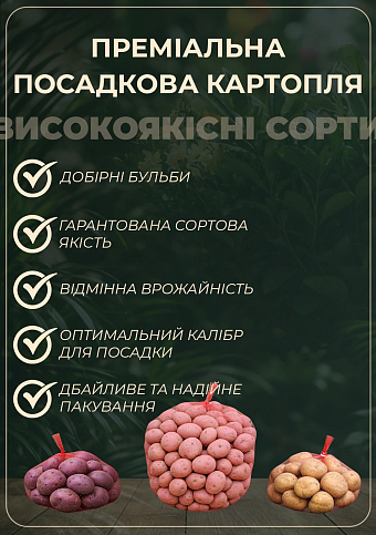 Картопля "Чорний Лебідь" насіннєва, середньостигла, з фіолетовою м'якоттю (еліта) 0,5кг - фото 2