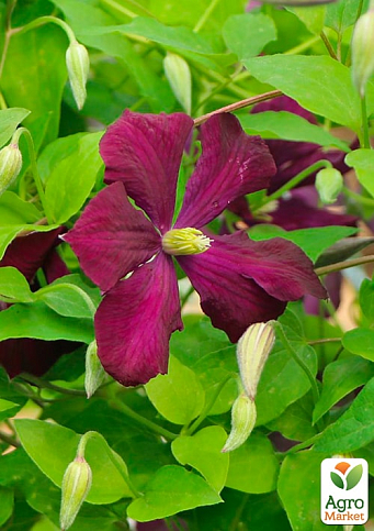 LMTD Клематис 2-х летний "Mikelite" (высота 40-60 см) - фото 8