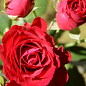 Роза миниатюрная "Ред микадо" (саженец класса АА+) высший сорт