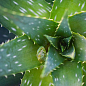Алое "Чудо здоровье" (Aloe) дм 14см выс. 20 см