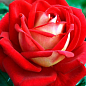 Роза чайно-гібридна "Нью Фешн" (New Fashion®) (саджанець класу АА +) вищий сорт