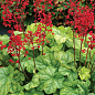 Гейхера (Heuchera) "Tokyo" С1 (высота 15-30см)