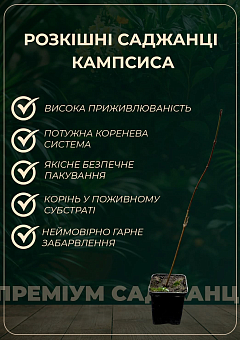 Кампсис красный "Flamenko"33