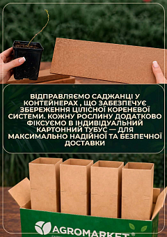 Мімоза (Acacia Dealbata) вазон Р913