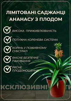 LMTD Ананас с плодом 3-х летний "Кайена" (20-40см)18