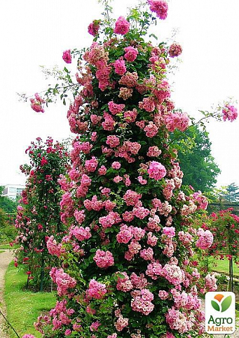 Роза плетистая "Розовый жемчуг" (саженец класса АА+) высший сорт