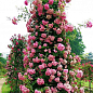 Роза плетистая "Розовый жемчуг" (саженец класса АА+) высший сорт