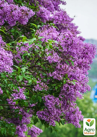 Бузок махровий "Богдан Хмельницький" (Bogdan Khmelnitsky) - фото 7