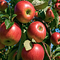 Яблоня "Эмбасси" (зимний сорт, поздний срок созревания)
