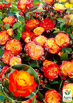 Троянда в контейнері плетиста "Rumba" (саджанець класу АА+)2