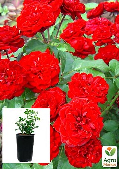 Роза в контейнере мелкоцветковая "Cordula" (саженец класса АА+) 2