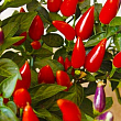 Капсикум Сальса "Red" купить