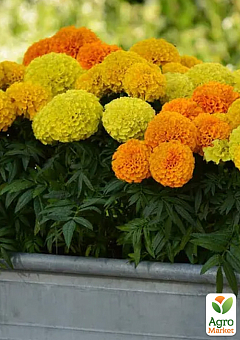 Бархатцы (Тагетес) "Antigua Orange" 4