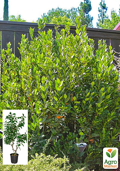 LMTD Лавр вічнозелений пишний кущ 6-ти річний "Laurus nobilis" (висота 80-120см)8