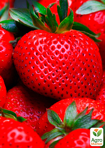 Полуниця "Гігантелла" (середньо-пізній термін дозрівання, великоплідний сорт) - фото 6