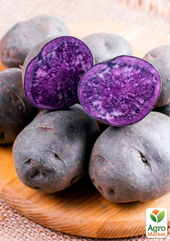 Картопля "Солоха" насіннєва, рання, з фіолетовою м'якоттю (1 репродукція) 0,5кг