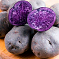 Картопля "Солоха" насіннєва, рання, з фіолетовою м'якоттю (1 репродукція) 0,5кг