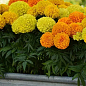 Бархатцы (Тагетес) "Antigua Orange"  купить
