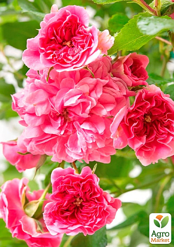 Троянда штамбова дрібноквіткова "Pink Swany" (саджанець класу АА+) вищий сорт  - фото 2
