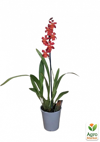 Орхидея Камбрия "Terracotta" - фото 2