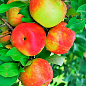 Яблоня "Зари Ред" (летний сорт, поздний срок созревания)