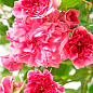Роза штамбовая мелкоцветковая "Pink Swany" (саженец класса АА+) высший сорт купить