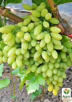 Виноград "Столетие" (кишмиш, средне-ранний срок созревания, грозди солидные весом до 1500г)2