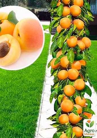 Абрикос колоновидний "Зоряний"