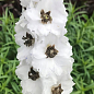 Дельфиниум гибридный "White Dark Bee"