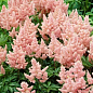 Астильба "Peach Blossom" 