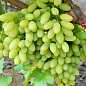 Виноград "Столетие" (кишмиш, средне-ранний срок созревания, грозди солидные весом до 1500г)